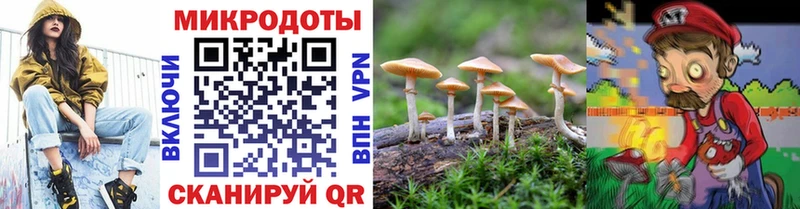 где найти наркотики  Ртищево  Галлюциногенные грибы Psilocybe 